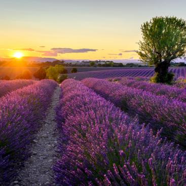 AVIS AUX PORTEURS DES FCP FLORALIS 
