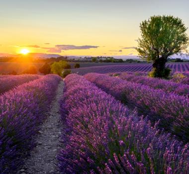 AVIS AUX PORTEURS DES FCP FLORALIS 